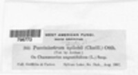 Pucciniastrum epilobii image